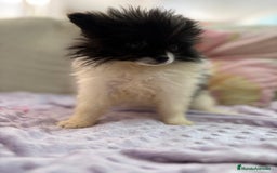 Pomerania perros en venta: Poo pomerania MICRO TOY  - Imagen 11