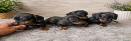 Teckel Miniatura perros en venta: Teckel mini - Anuncio 1