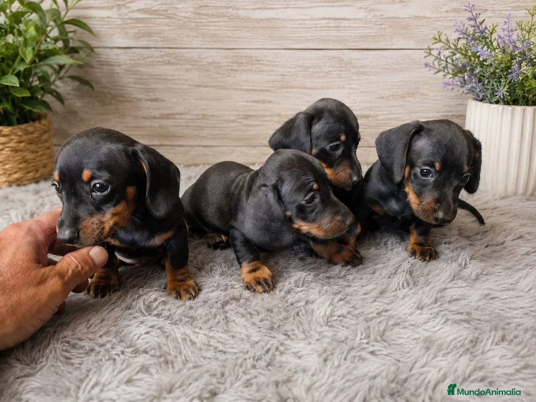 Teckel Miniatura perros en venta: Teckel mini - Anuncio 1