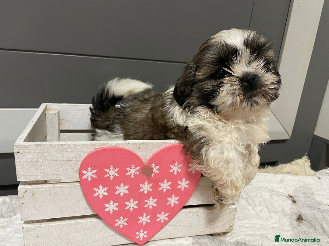 Shih Tzu perros en venta: Shitz tzu - Imagen 2