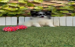 Pomerania perros en venta: POMERANIA MACHO ENVIOS A TODA ESPAÑA - Imagen 16