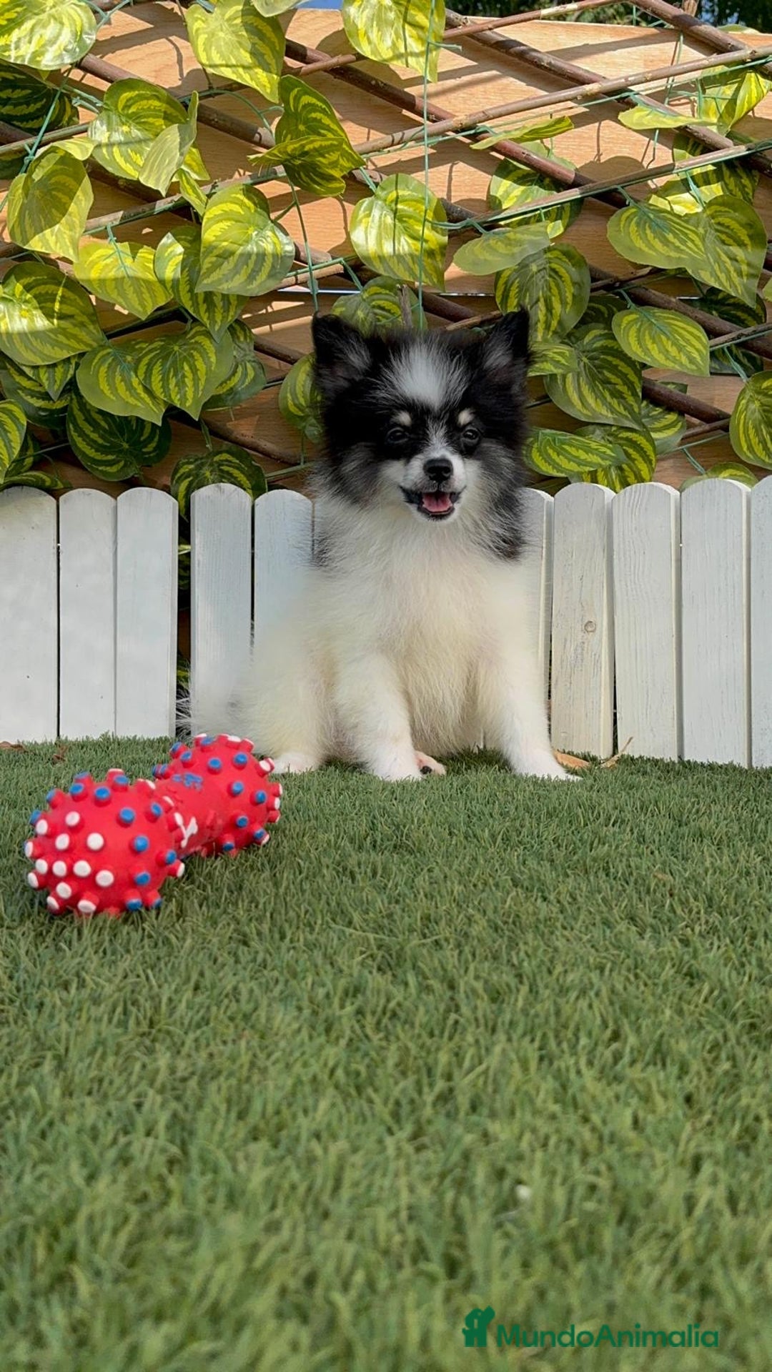 Pomerania perros en venta: POMERANIA MACHO ENVIOS A TODA ESPAÑA - Imagen 16