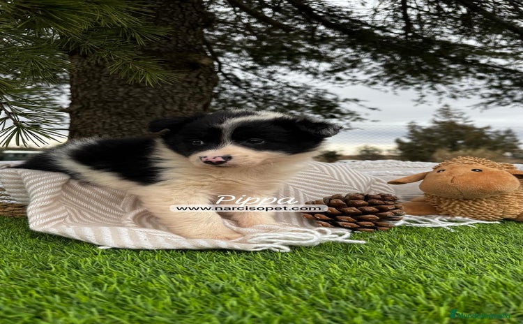 Border Collie perros - Propaganda 5