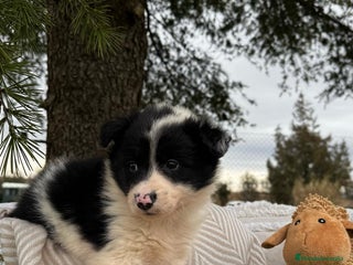 Border Collie perros - Anuncio 23