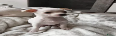 Chihuahua 1