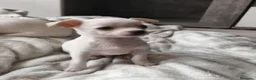 Chihuahua perros en venta: Chihuahua macho  - Anuncio 2