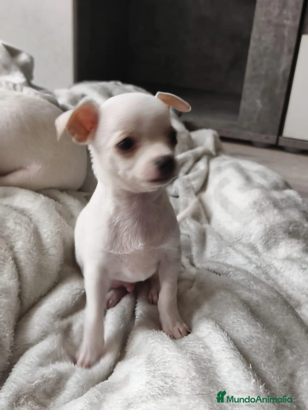 Chihuahua perros en venta: Chihuahua macho  - Anuncio 2