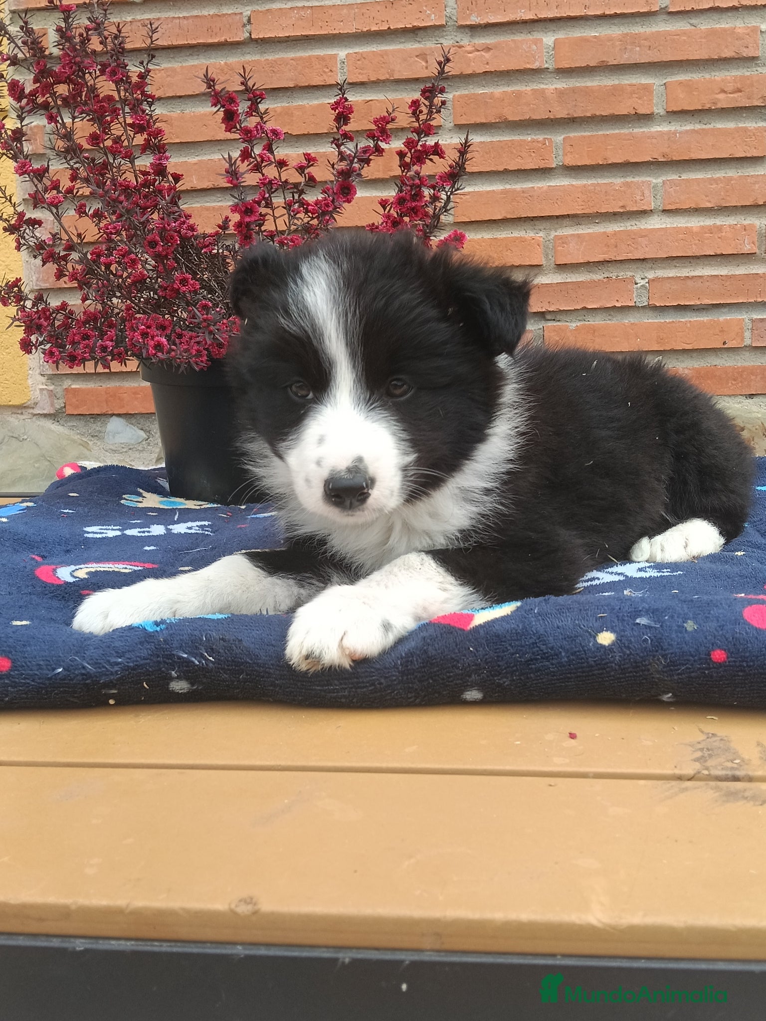 Border Collie perros Border collie.  - Anuncio 4