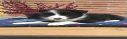 Border Collie perros en venta: Border collie.  - Anuncio 1