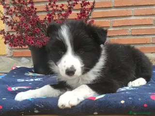 Border Collie perros Border collie. - Anuncio 4