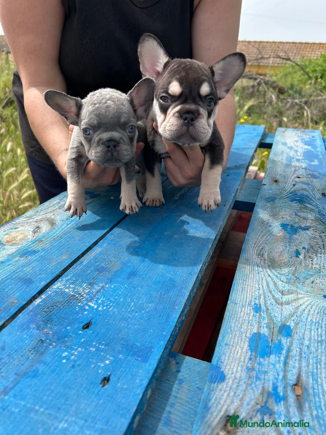 Bulldog Francés perros en venta: Bulldog francés  - Anuncio 2