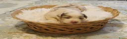 Pastor Australiano perros en venta: Excelente camada de Pastor Australiano  - Anuncio 11
