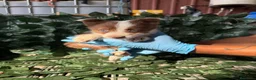 Border Collie perros en venta: Border collie - Anuncio 7