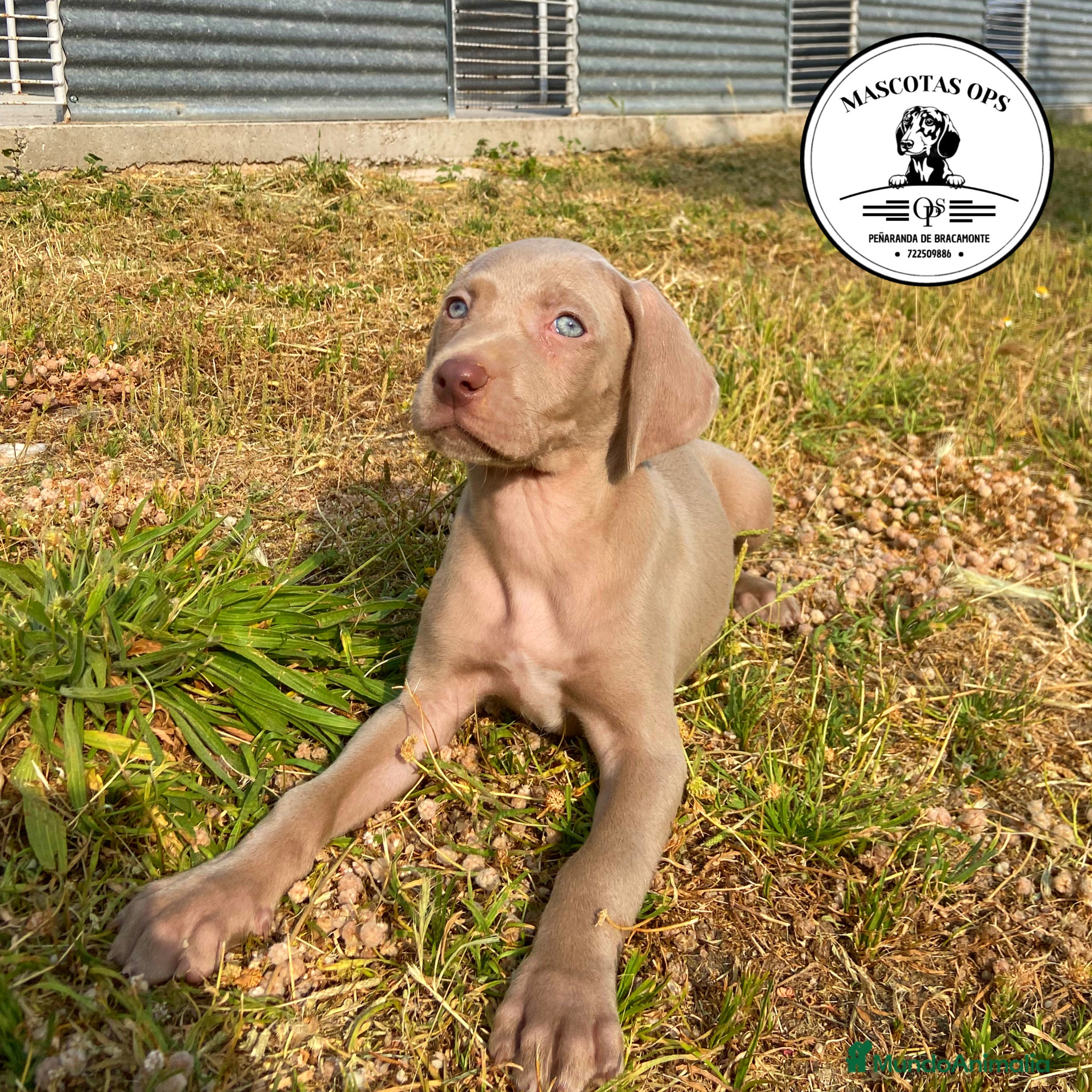 Weimaraner perros Braco de weimar en Salamanca - Anuncio 2