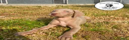 Weimaraner perros en venta: Braco de weimar en Salamanca - Anuncio 2
