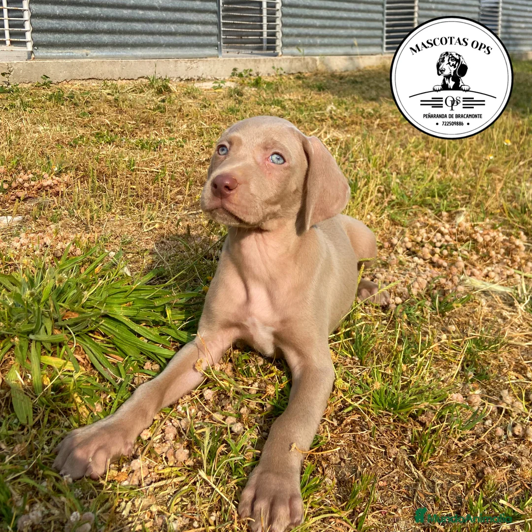 Weimaraner perros en venta: Braco de weimar en Salamanca - Anuncio 2