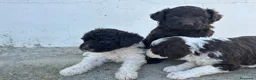 Perro de Agua Español perros en venta: Perros de agua Máxima calidad Espectaculares - Anuncio 15