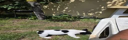 Bulldog Francés perros en venta: Bulldog frances - Anuncio 11