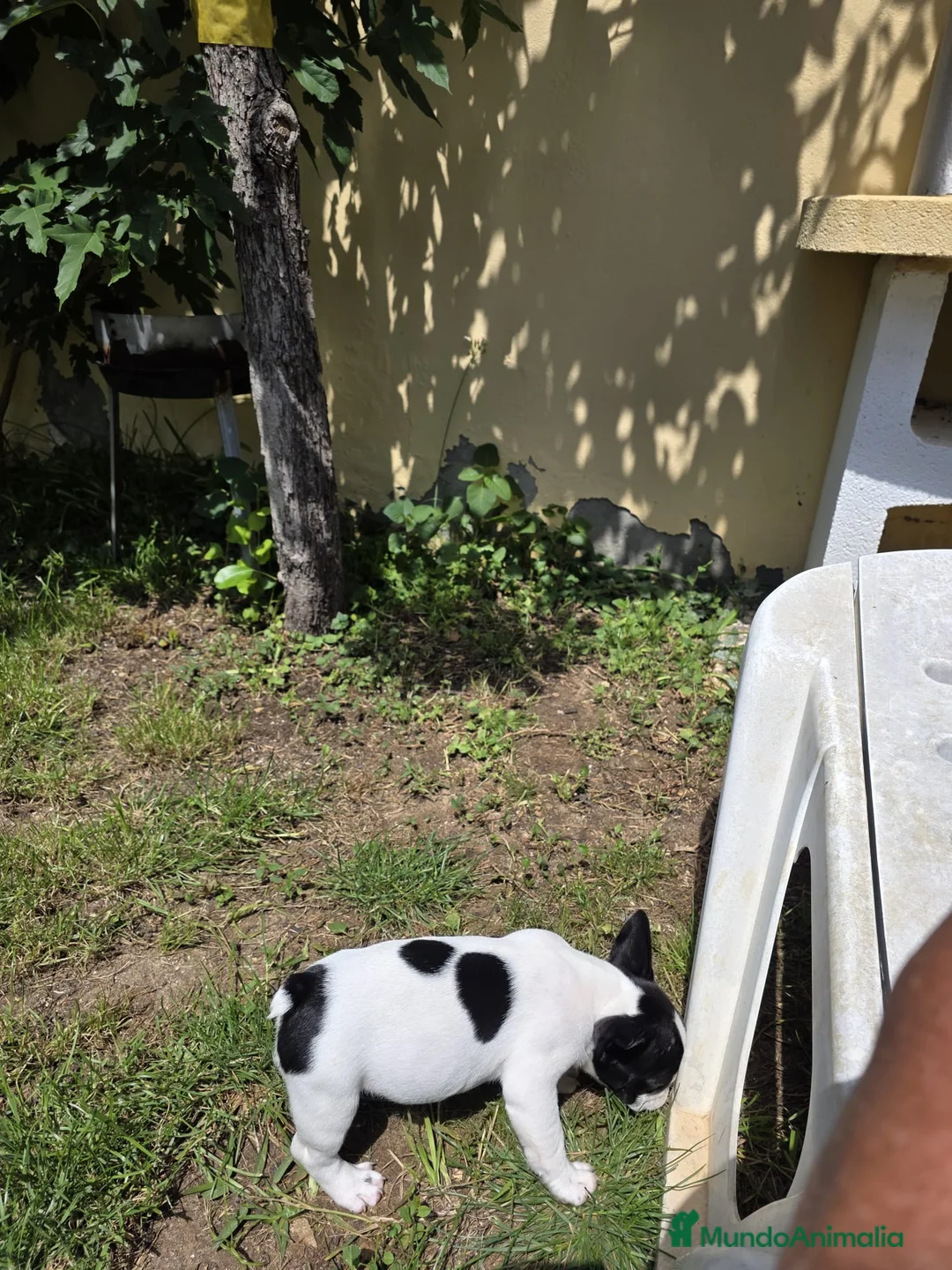 Bulldog Francés perros en venta: Bulldog frances - Anuncio 11