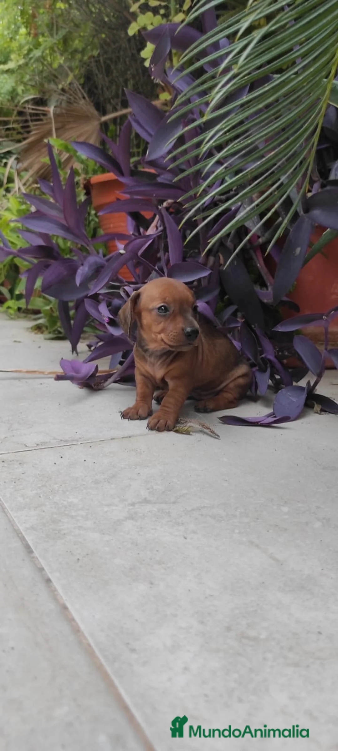 Teckel Miniatura perros en venta:  OPORTUNIDAD!!PRECIOSO TECKEL MINIATURA  - Anuncio 4