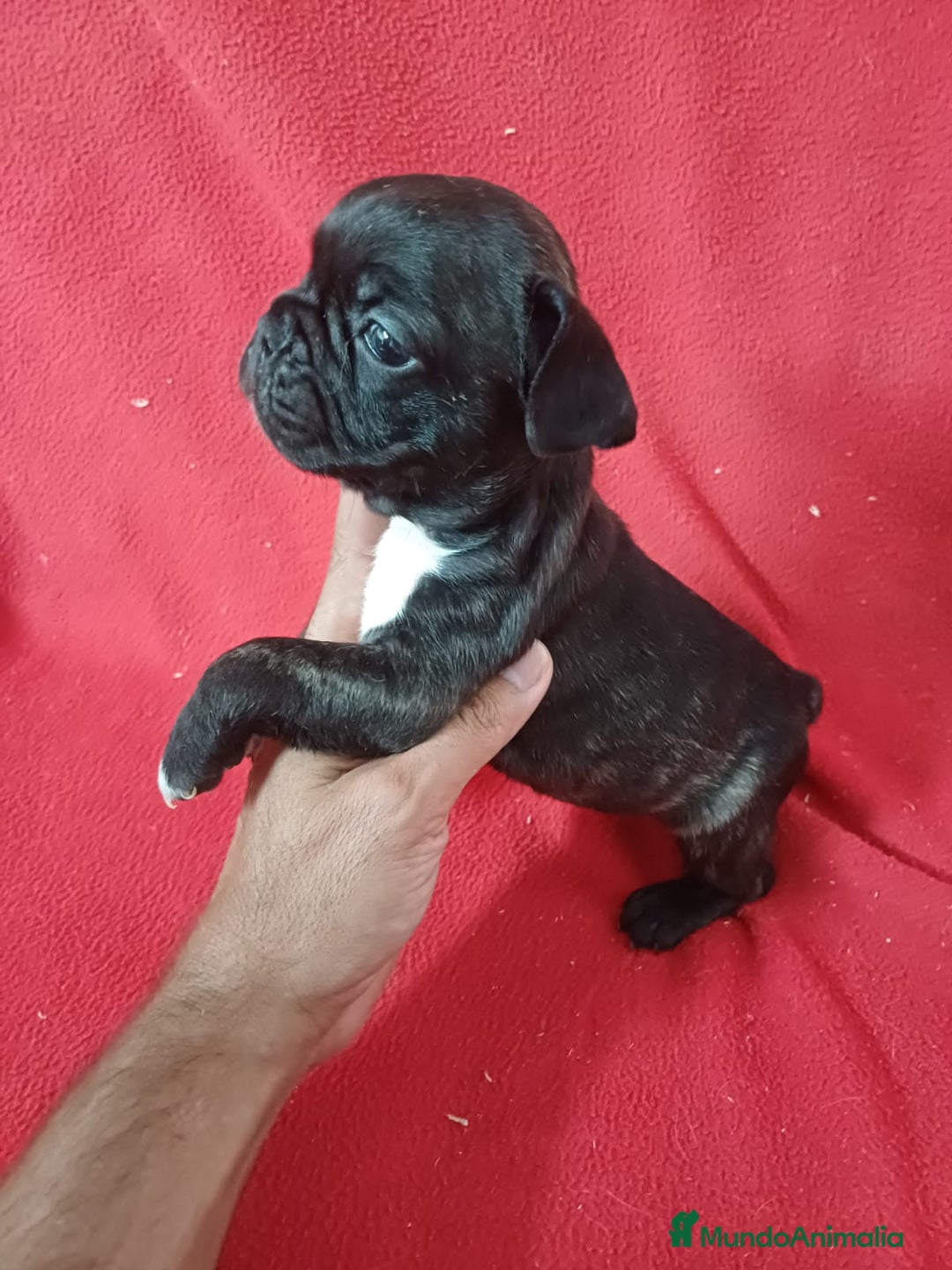 Bulldog Francés perros en venta: Bulldog Francés  - Imagen 2