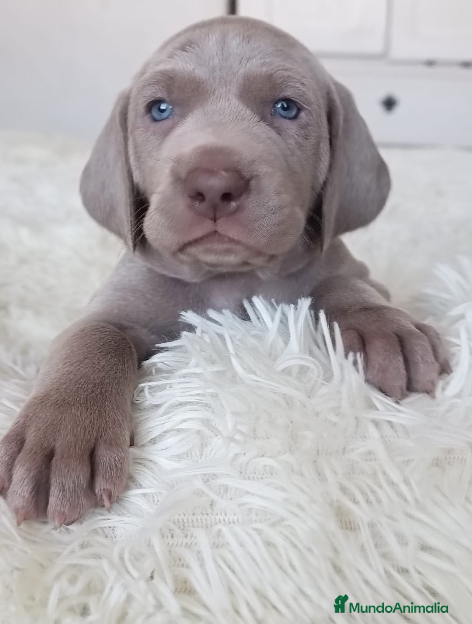 Weimaraner perros BRACO WEIMAR - Anuncio 2