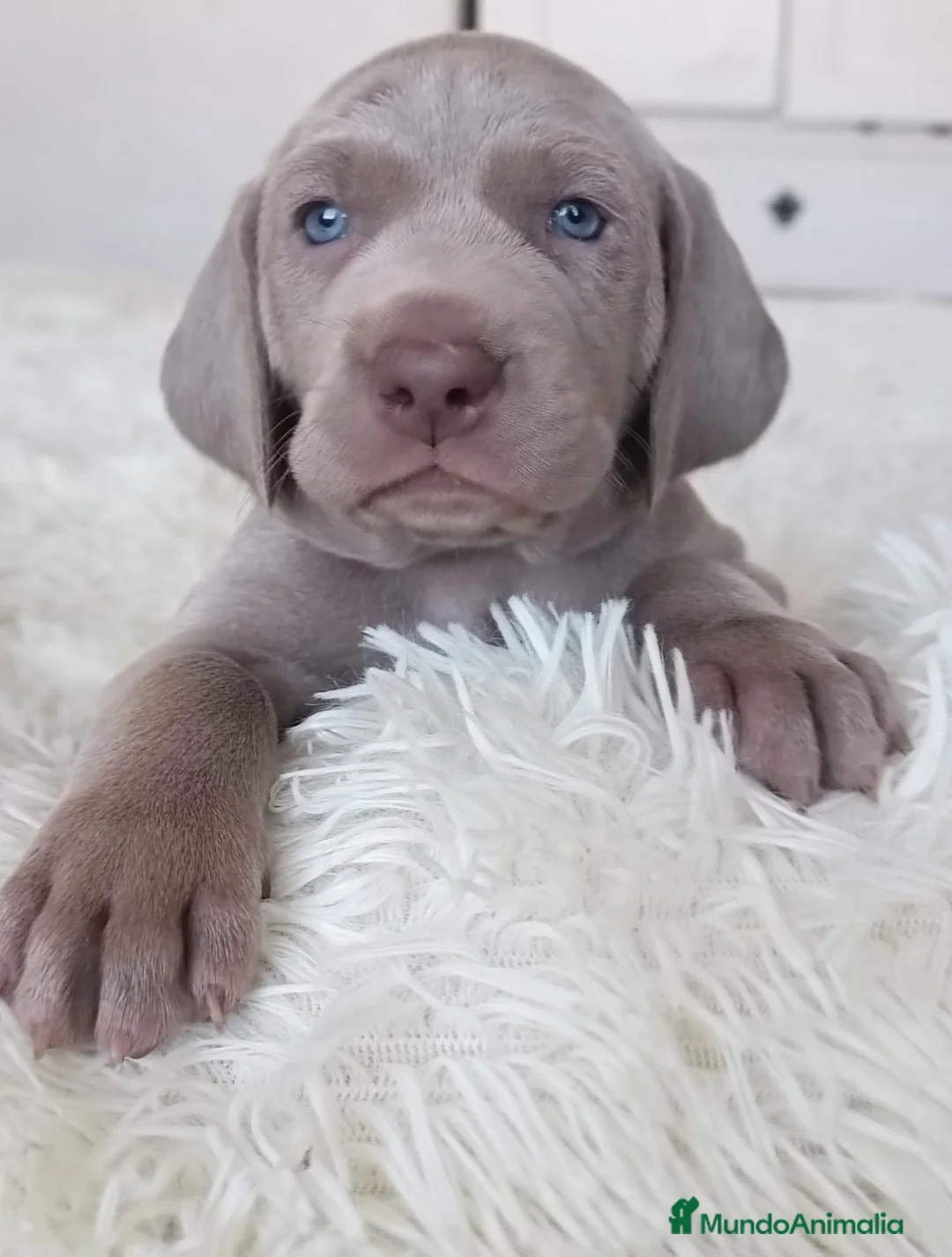 Weimaraner perros en venta: BRACO WEIMAR - Anuncio 1