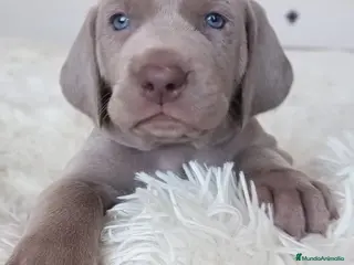 Weimaraner perros BRACO WEIMAR - Anuncio 2