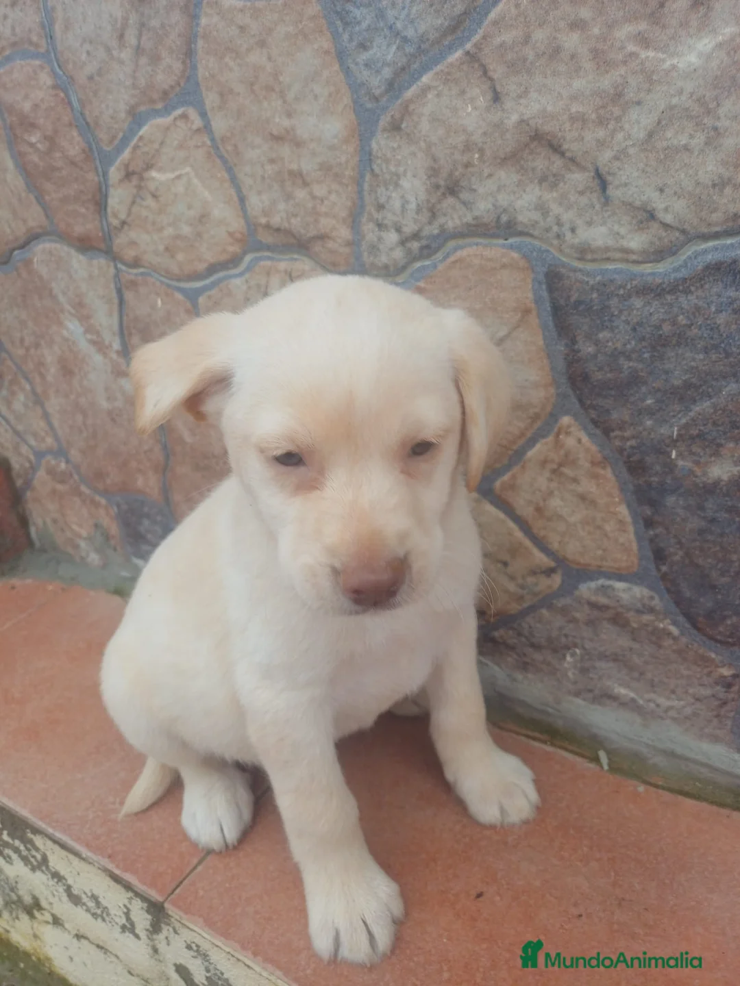 Labrador Retriever perros en venta: Últimos labradores disponibles  - Anuncio 2