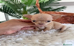 Chihuahua perros en venta: CHIHUAHUA HEMBRA - Imagen 3