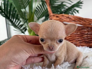 Chihuahua perros - Anuncio 2