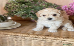 Maltipoo perros en venta: Maltipoo de caramelo !!!! - Imagen 3