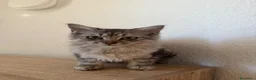 Raza Mixta gatos en venta: Brithis con mestizo  - Anuncio 1
