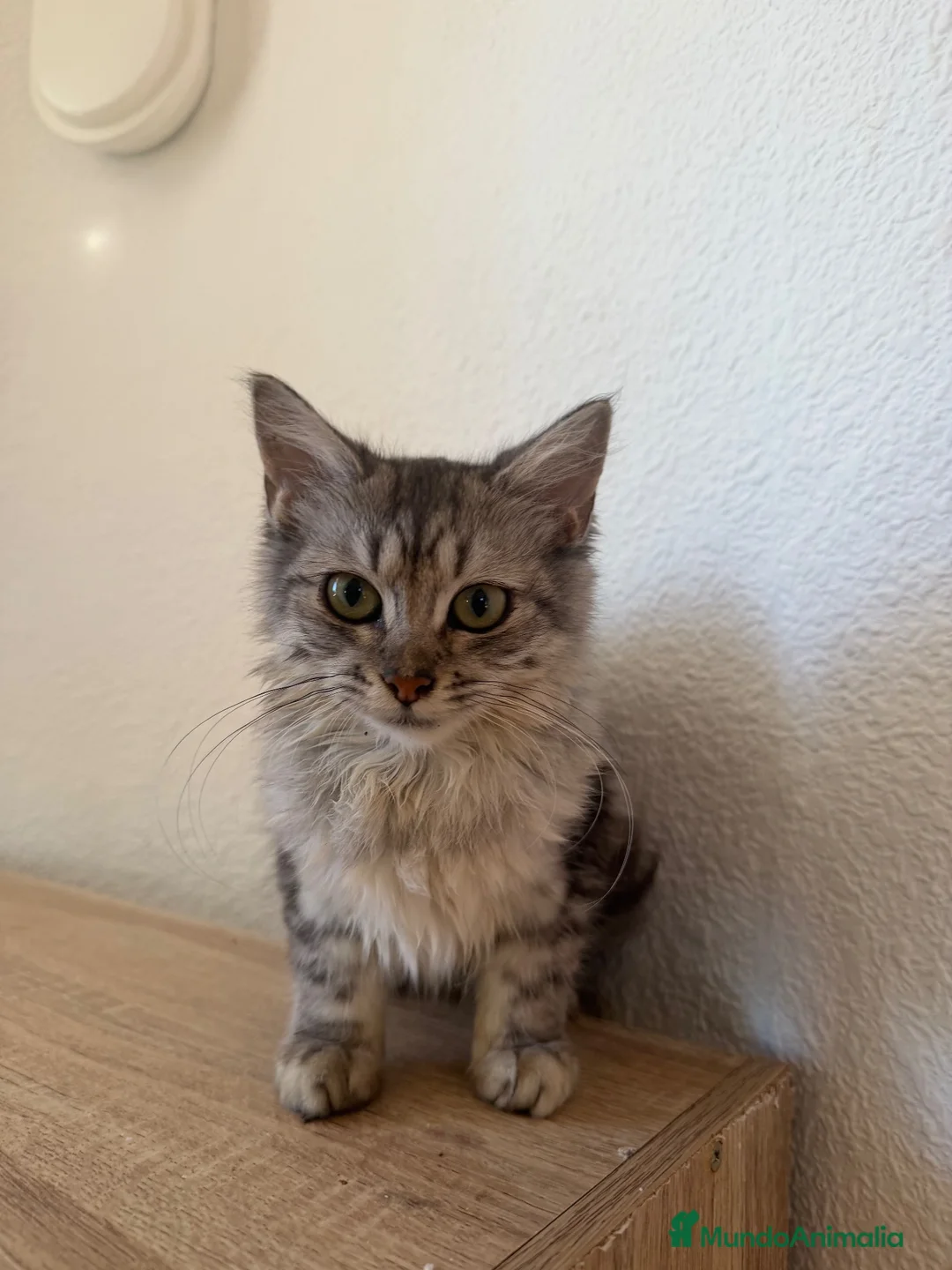 Raza Mixta gatos en venta: Brithis con mestizo  - Anuncio 1