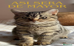 Británico de Pelo Corto gatos en venta: Gatita british shorthair (britanica pelo corto) - Imagen 7