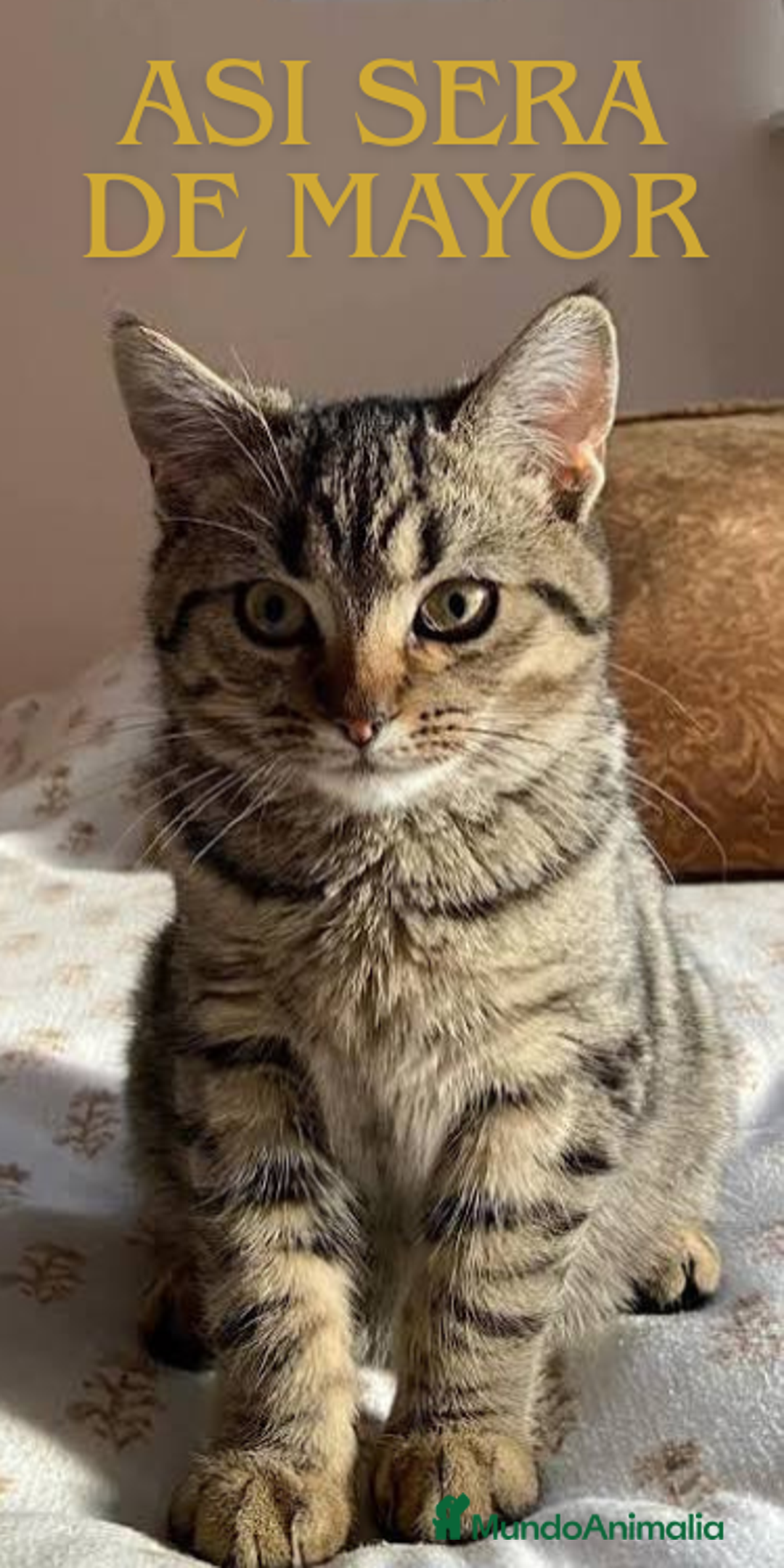 Británico de Pelo Corto gatos en venta: Gatita british shorthair (britanica pelo corto) - Imagen 7