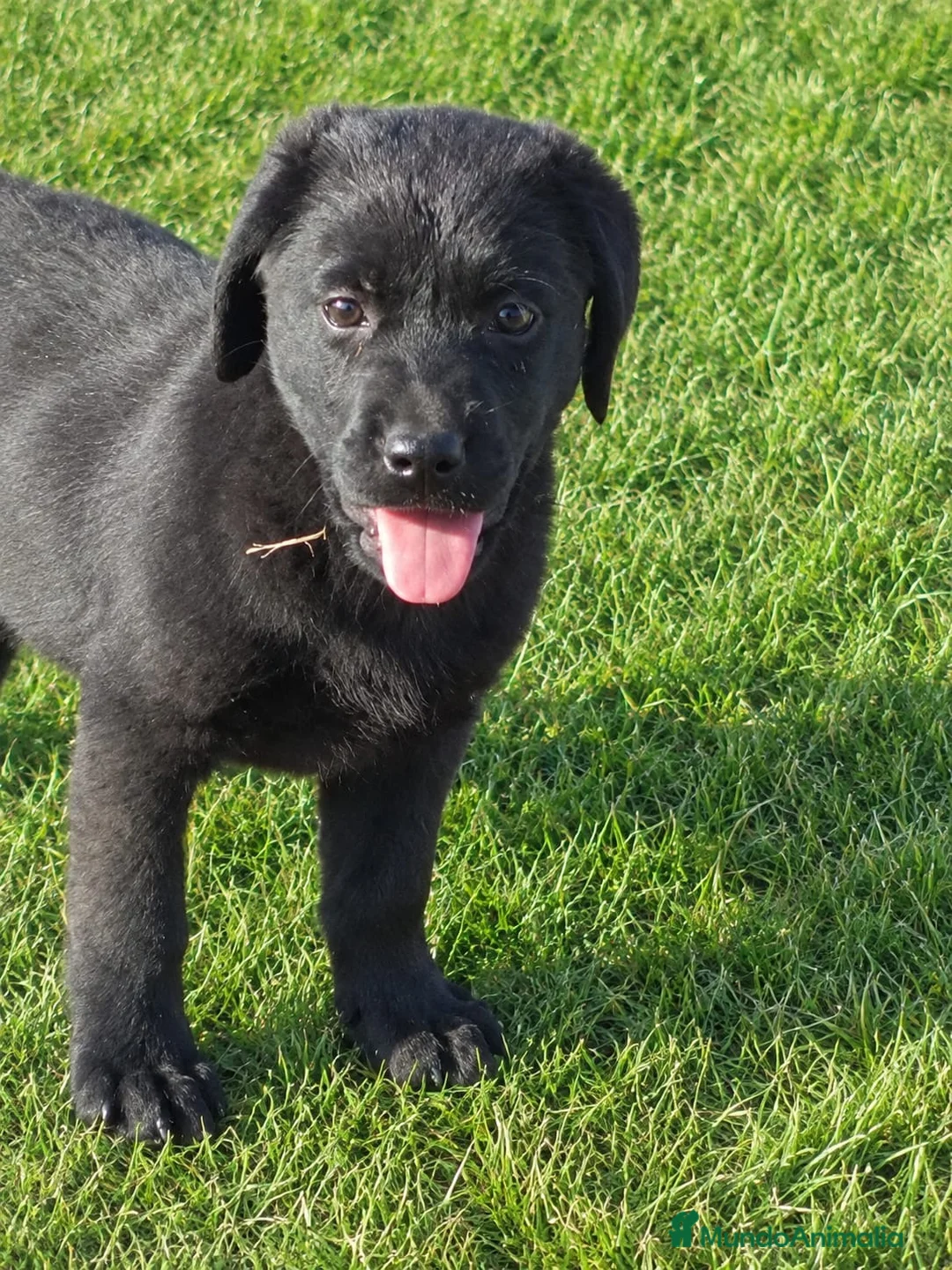 Labrador Retriever perros en venta: Preciosa Cachorra Labrador Retriever - Pura Raza - Anuncio 1