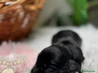 Cocker Spaniel Inglés perros COCKER SPANIEL INGLES - Anuncio 1