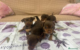 Pinscher Miniatura perros en venta: Pinscher miniatura chocolate  - Imagen 8