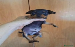 Pinscher Miniatura perros en venta: ULTIMO CACHORRO DE MINI PINCHER  - Imagen 2