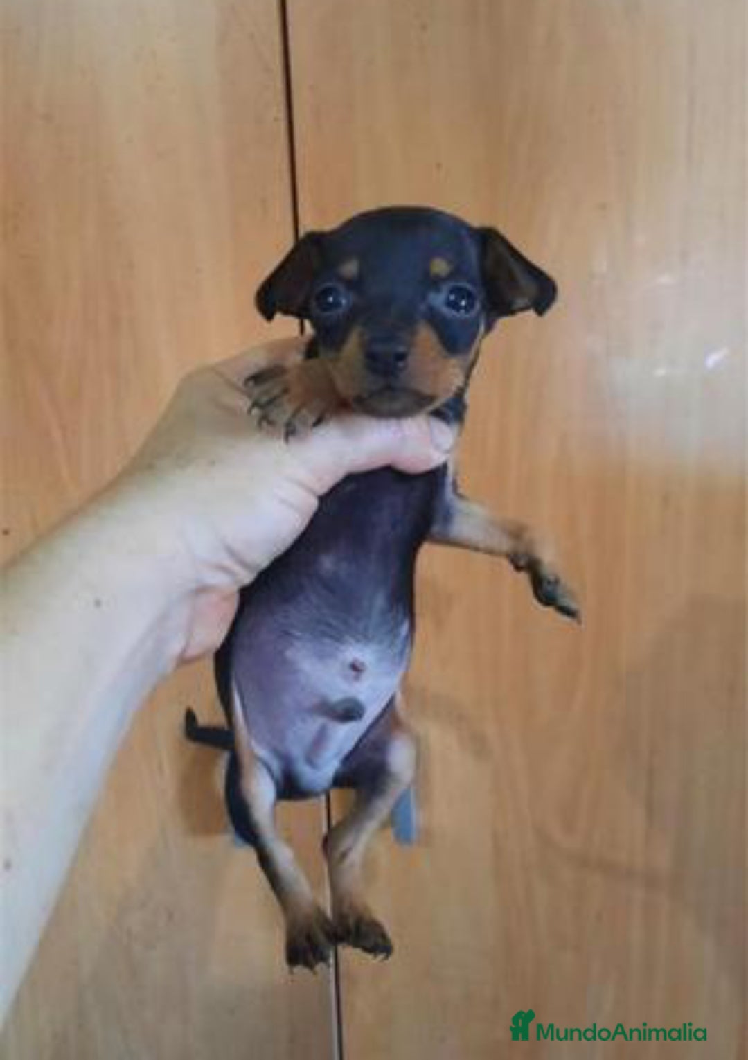 Pinscher Miniatura perros en venta: ULTIMO CACHORRO DE MINI PINCHER  - Imagen 2