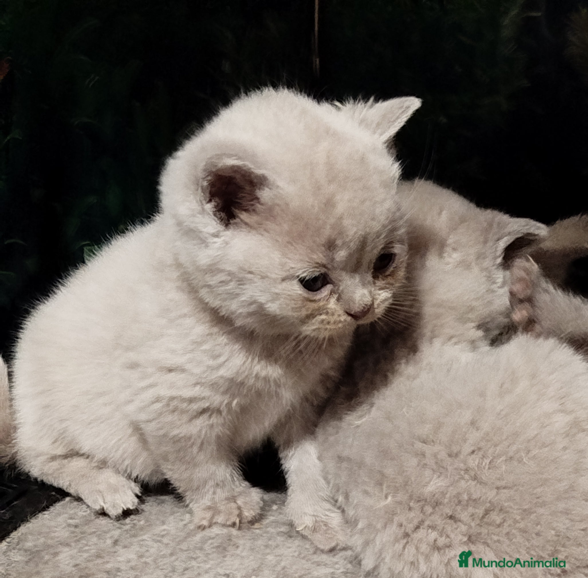 Británico de Pelo Corto Azul gatos British Shorthair azules y lilac - Anuncio 8
