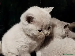 Británico de Pelo Corto Azul gatos British Shorthair azules y lilac - Anuncio 8