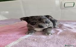 Chihuahua perros en venta: Chihuahua macho  - Imagen 4