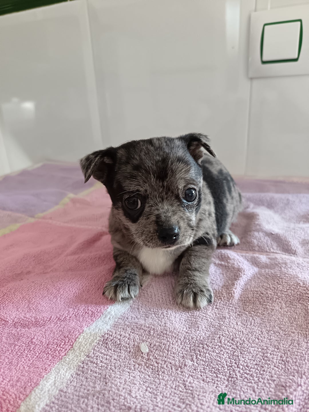 Chihuahua perros en venta: Chihuahua macho  - Imagen 4
