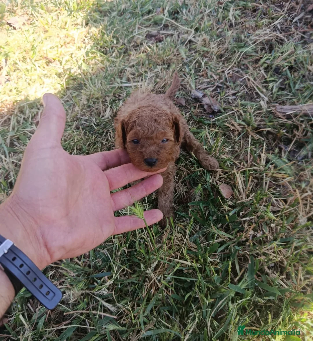 Caniche Toy perros en venta: Caniche toys machos - Anuncio 1