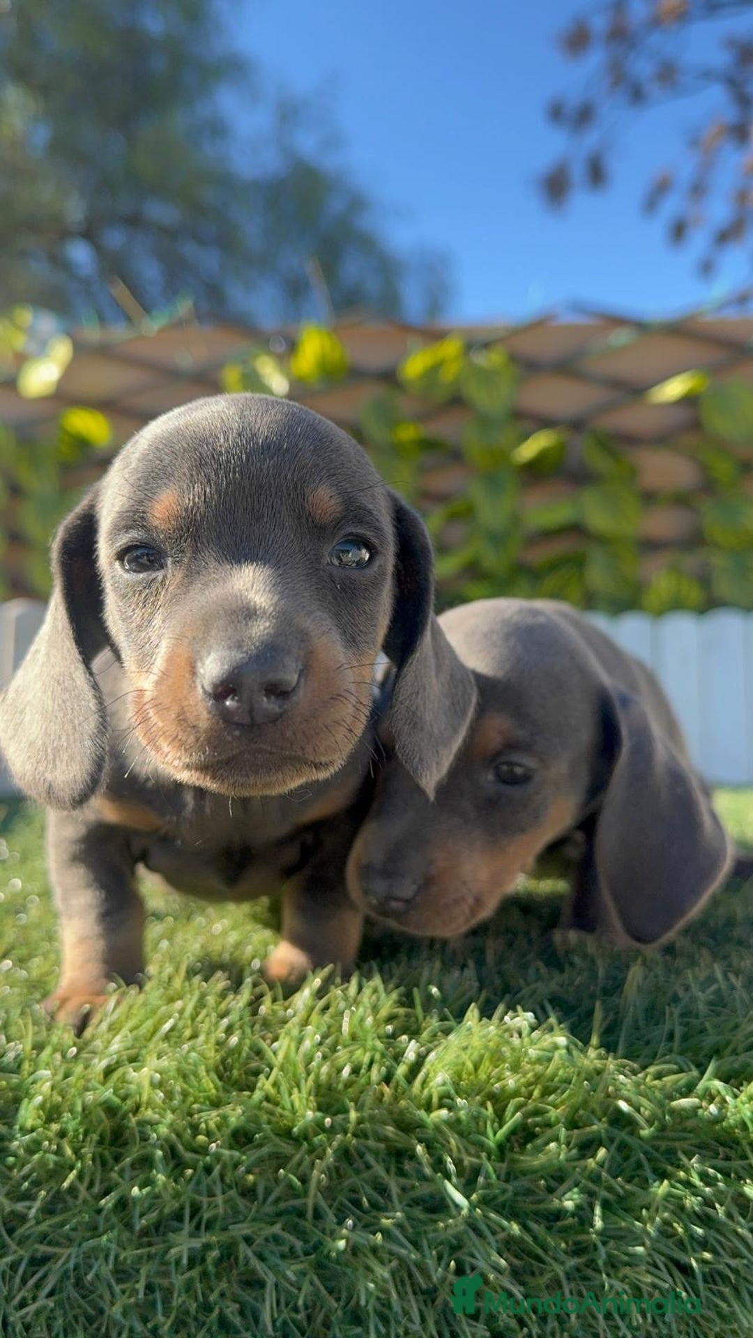 Teckel Miniatura perros en venta: TECKEL MINIATURA BLUE - Anuncio 6