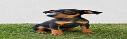Pinscher Miniatura perros en venta: CACHORROS DE PINSCHER MINIATURA  - Anuncio 1