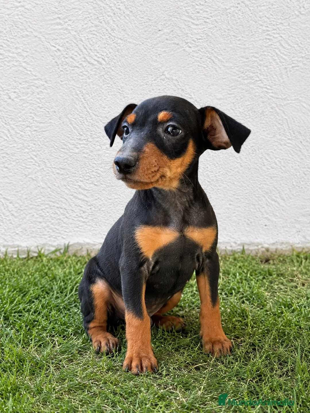 Pinscher Miniatura perros en venta: CACHORROS DE PINSCHER MINIATURA  - Anuncio 1