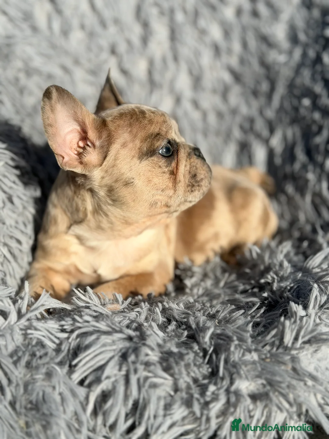 Bulldog Francés perros en venta: Bulldog macho Merle Lilac  - Anuncio 6